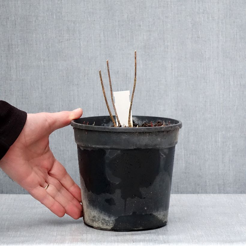 Phlox paniculata Stars and Stripes Vaso da 2L/3L esemplare consegnato in inverno