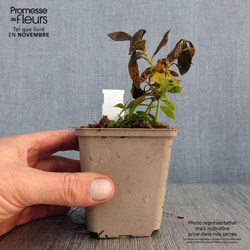 Esemplare di Phlox paniculata Tiara Vasetto da 8/9 cm come consegnato in autunno