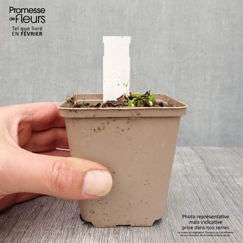 Phlox paniculata Tiara Vasetto da 8/9 cm esemplare consegnato in inverno