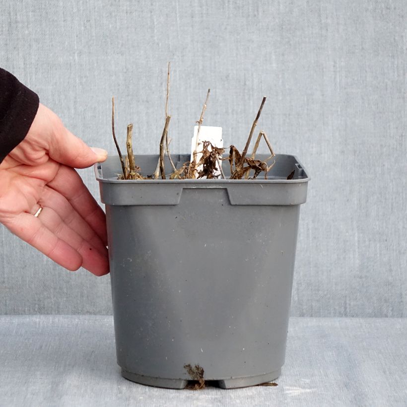 Phlox paniculata Twister Vaso da 2L/3L esemplare consegnato in inverno