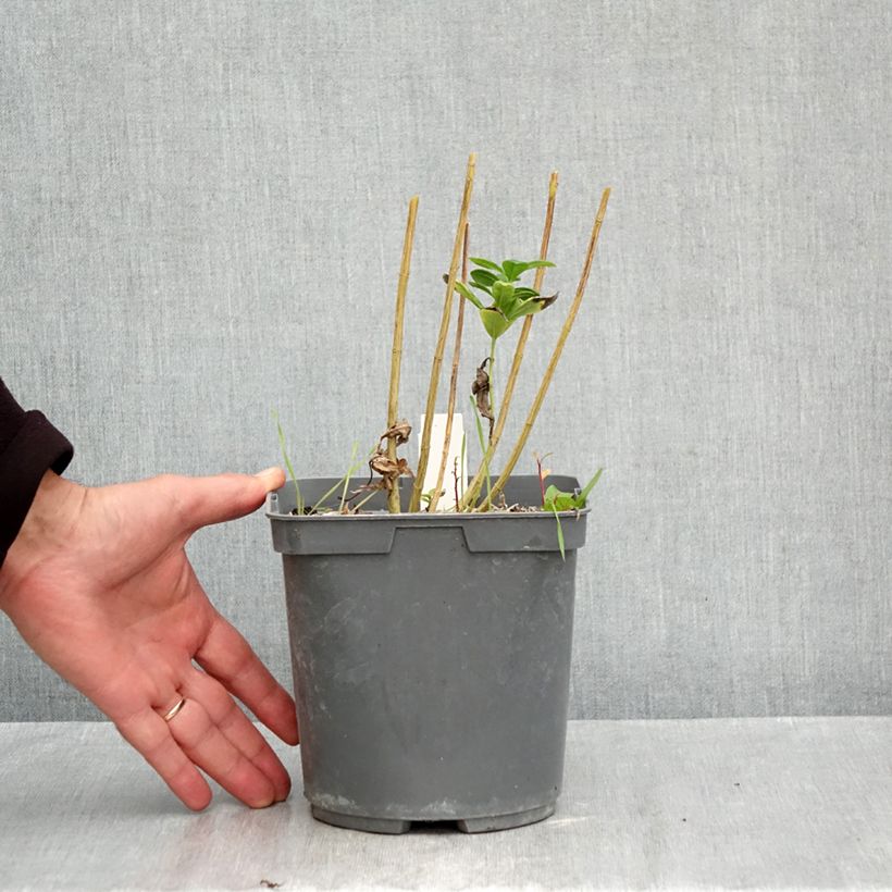 Esemplare di Phlox paniculata Younique Bicolor Vaso da 2L/3L come consegnato in autunno