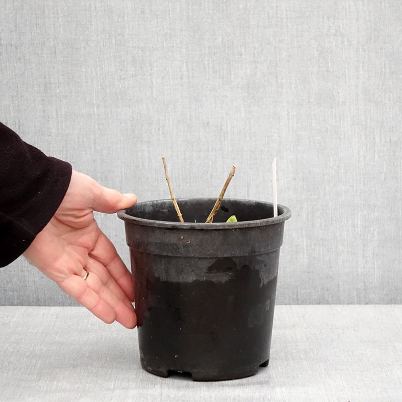 Phlox paniculata Younique Bicolor Vaso da 2L/3L esemplare consegnato in inverno