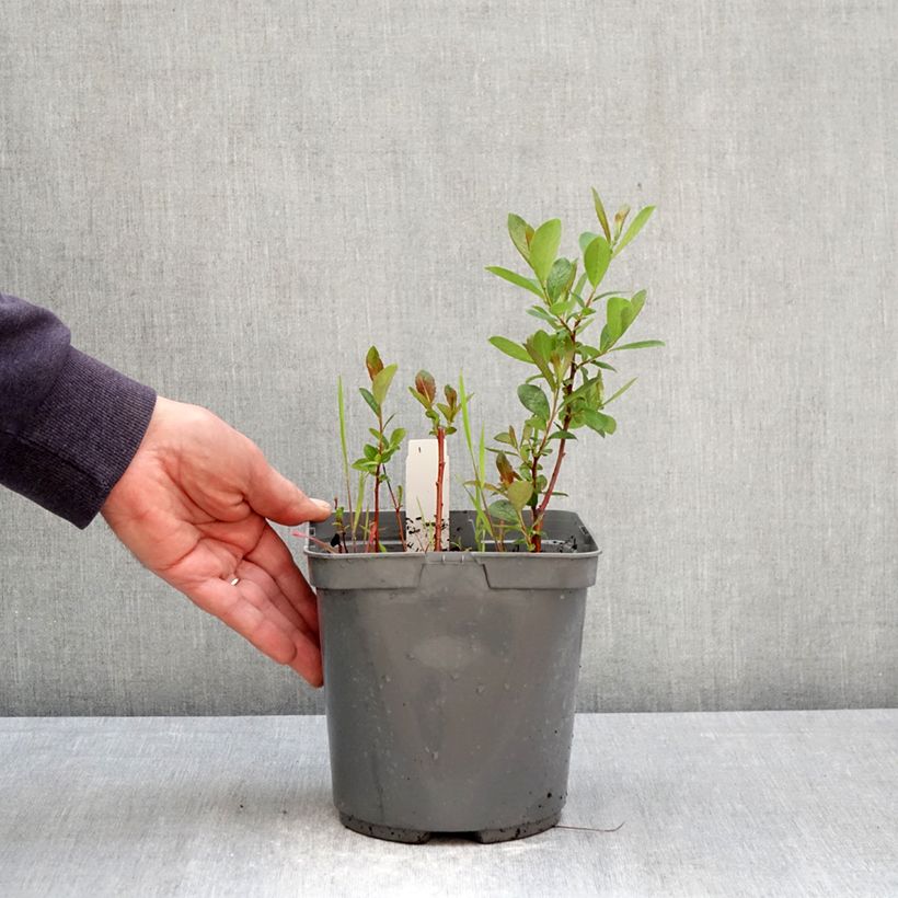 Phlox paniculata Younique Bicolor Vaso da 2L/3L esemplare consegnato in primavera