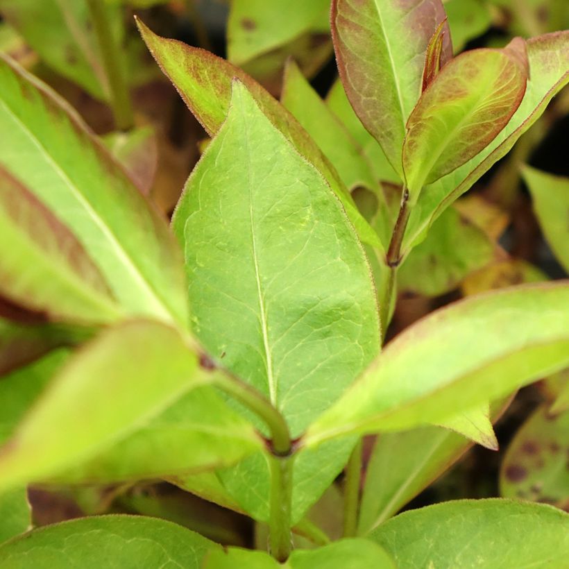 Phlox paniculata Younique Cerise (Fogliame)
