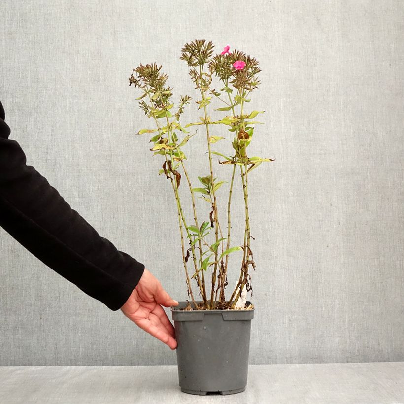 Esemplare di Phlox paniculata Younique Cerise Vaso da 2L/3L come consegnato in autunno