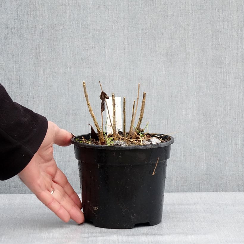 Phlox paniculata Younique Cerise Vaso da 2L/3L esemplare consegnato in inverno