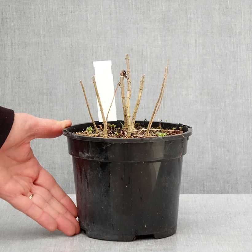 Phlox paniculata Younique Cerise Vaso da 2L/3L esemplare consegnato in primavera