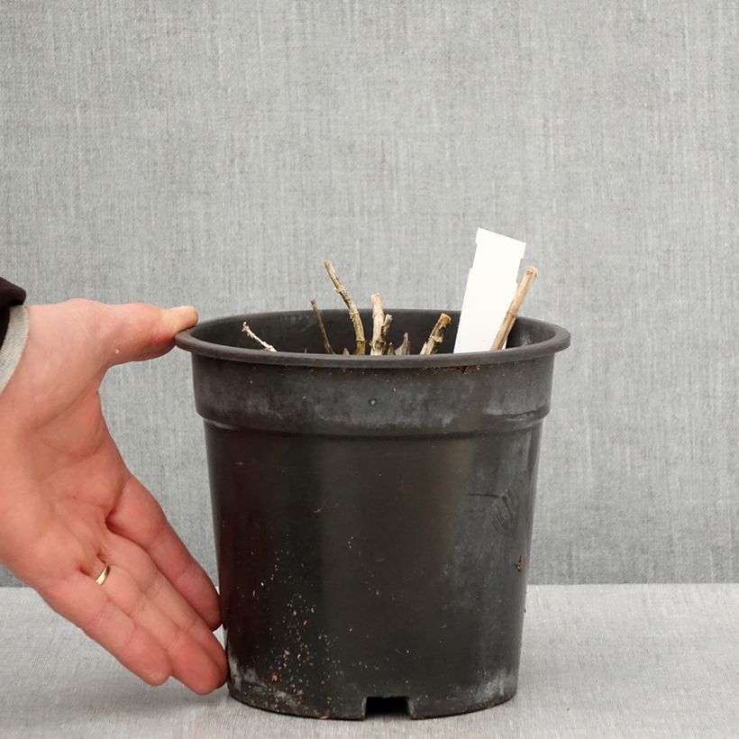 Phlox paniculata Younique Old Pink Vaso da 2L/3L esemplare consegnato in primavera