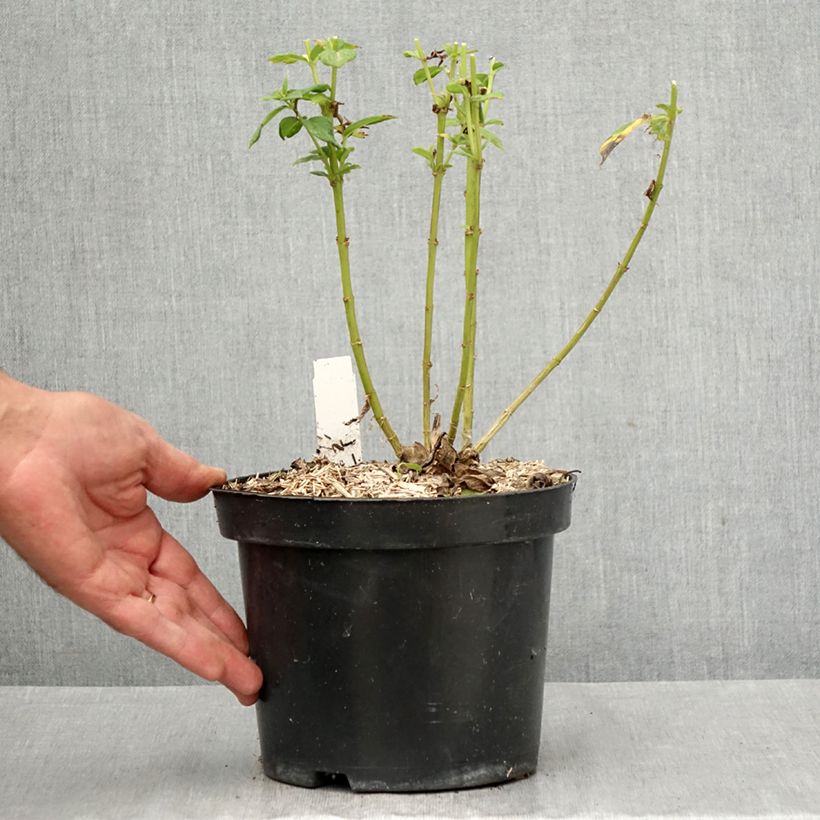 Esemplare di Phlox paniculata Younique Old Purple Vaso da 2L/3L come consegnato in autunno