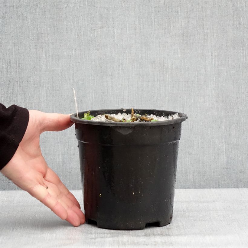 Phlox paniculata Younique Old Purple Vaso da 2L/3L esemplare consegnato in inverno