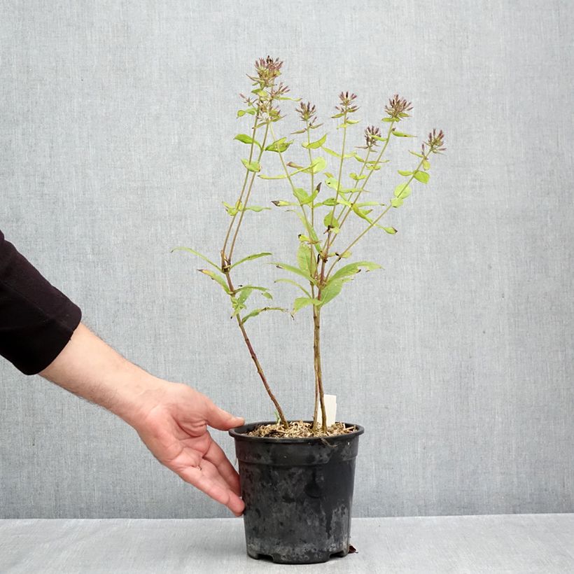 Esemplare di Phlox paniculata Younique Orange Vaso da 2L/3L come consegnato in autunno