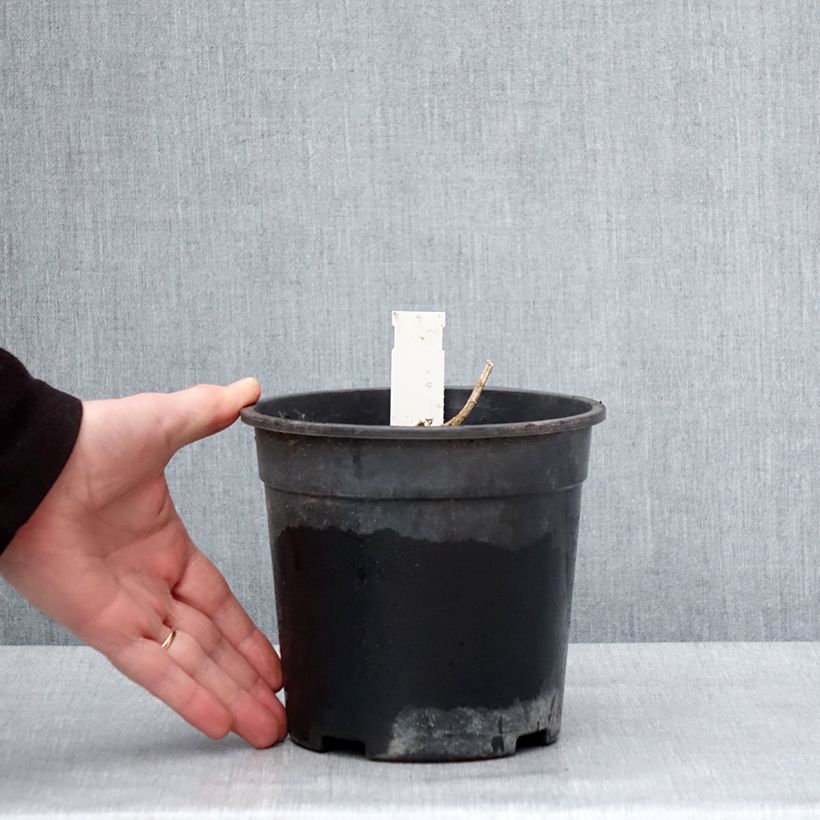 Phlox paniculata Younique Orange Vaso da 2L/3L esemplare consegnato in inverno