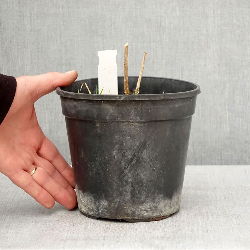 Phlox paniculata Younique Orange Vaso da 2L/3L esemplare consegnato in primavera