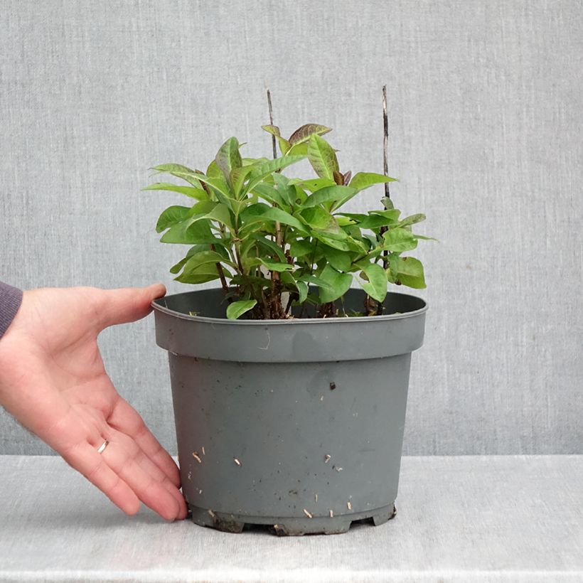 Esemplare di Phlox paniculata Younique Red Vaso da 2L/3L come consegnato in autunno