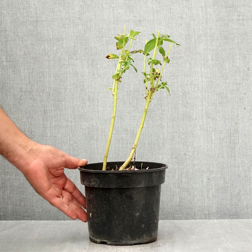 Esemplare di Phlox paniculata Younique White Vaso da 2L/3L come consegnato in autunno