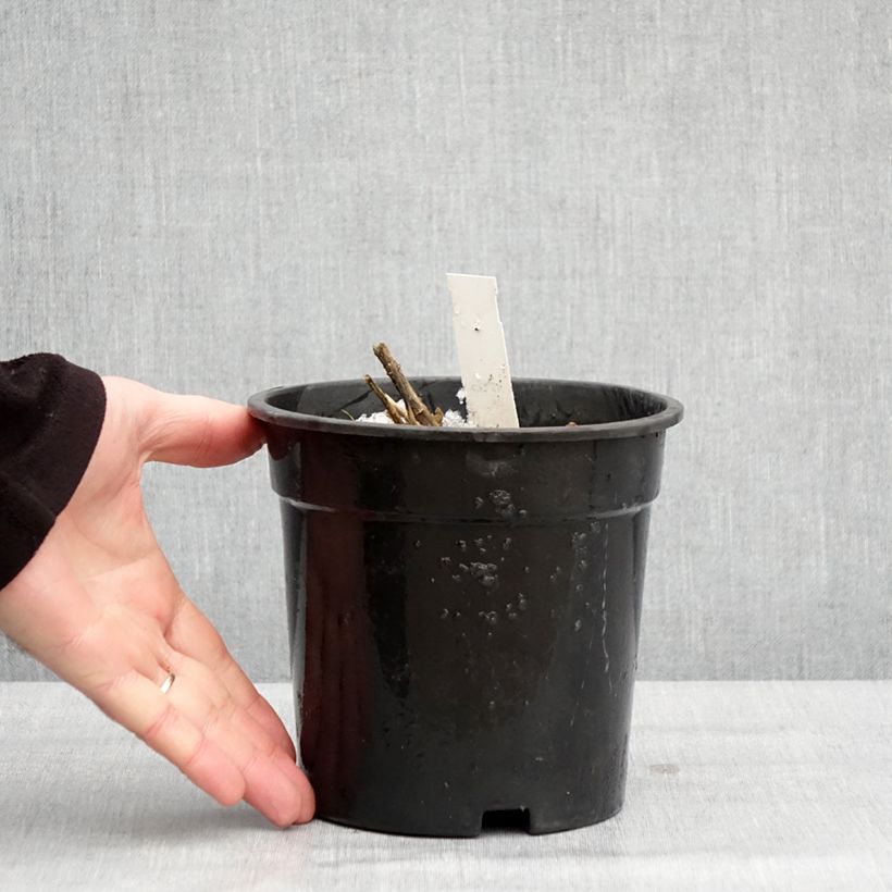 Phlox paniculata Younique White Vaso da 2L/3L esemplare consegnato in inverno