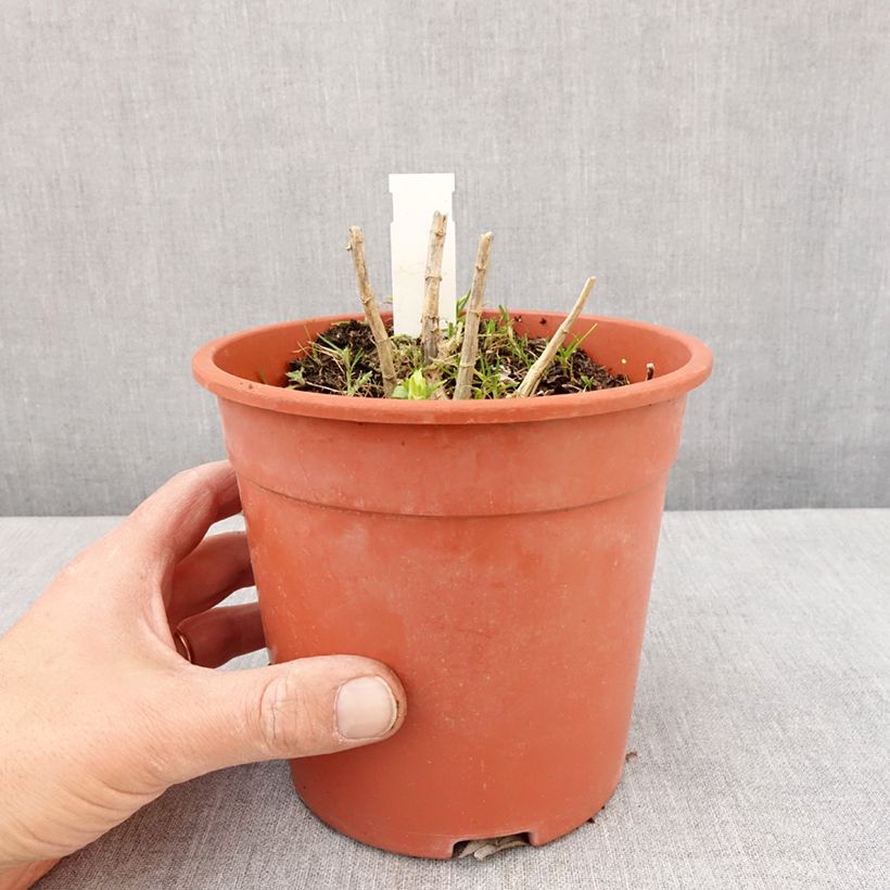 Phlox paniculata Younique White Vaso da 2L/3L esemplare consegnato in primavera