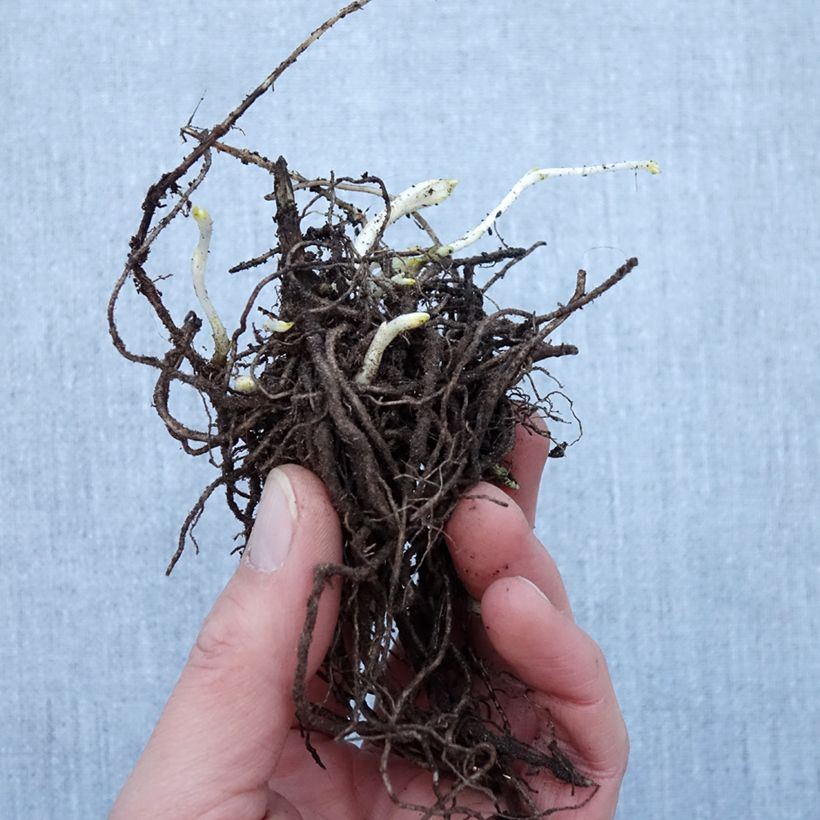 Phlox paniculata Younique White Piante piccole a radice nuda esemplare consegnato in inverno