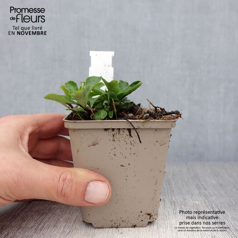 Esemplare di Phlox stolonifera Home Fires - Phlox strisciante Vasetto da 8/9 cm come consegnato in autunno