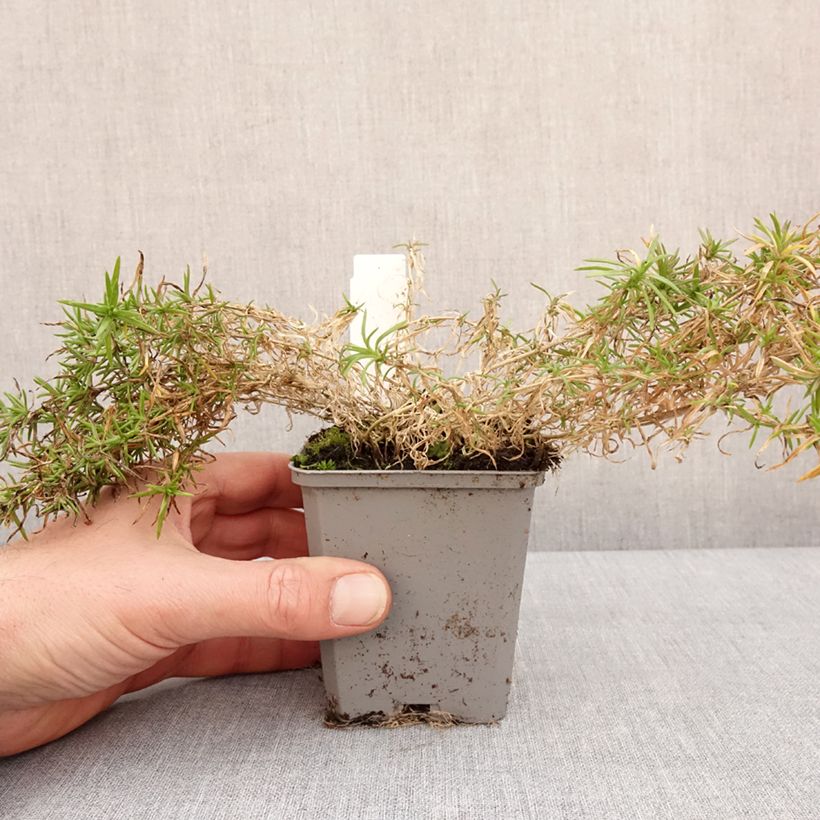 Phlox subulata Atropurpurea - Muscio rosa Vasetto da 8/9 cm esemplare consegnato in inverno