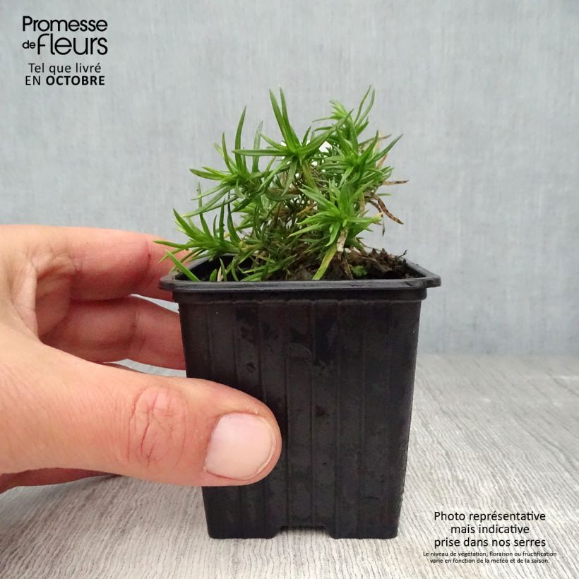 Esemplare di Phlox subulata Purple Beauty - Muscio rosa Vasetto da 8/9 cm come consegnato in autunno