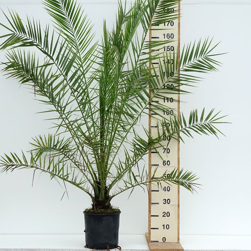 Esemplare di Phoenix canariensis - Palma delle Canarie Vaso da 12L/15L consegnato in estate