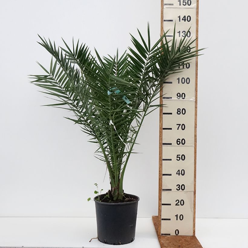 Phoenix canariensis - Palma delle Canarie Vaso da 12L/15L esemplare consegnato in inverno