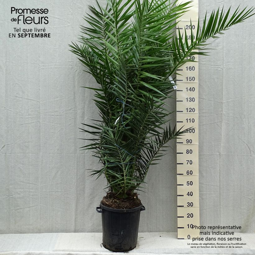 Esemplare di Phoenix canariensis - Palma delle Canarie Vaso da 30L/35L come consegnato in autunno