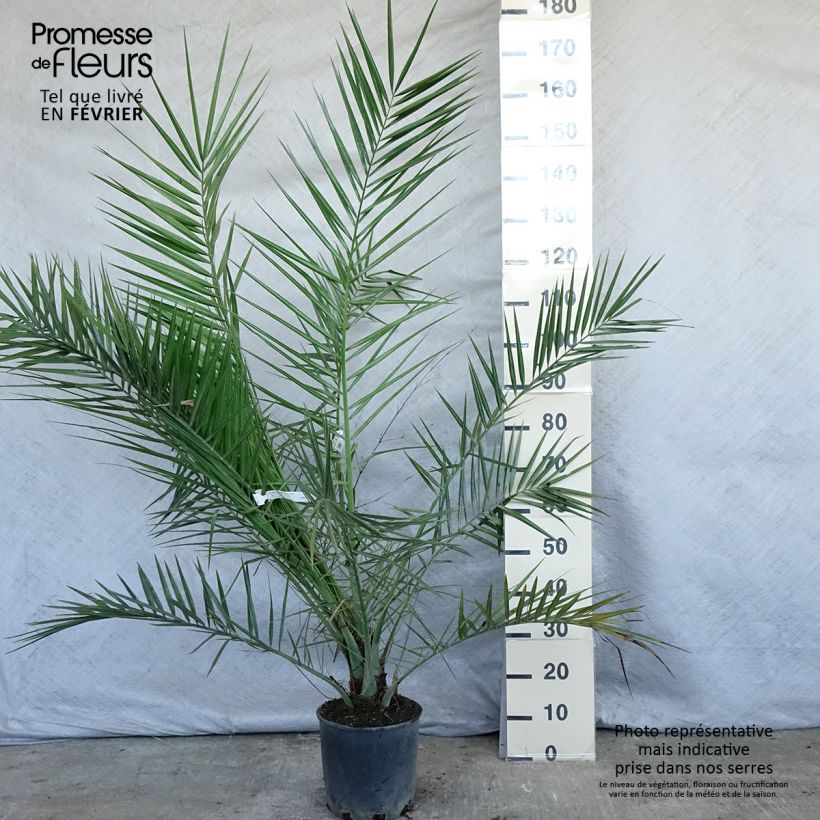Phoenix canariensis - Palma delle Canarie Vaso da 6L/7L esemplare consegnato in inverno