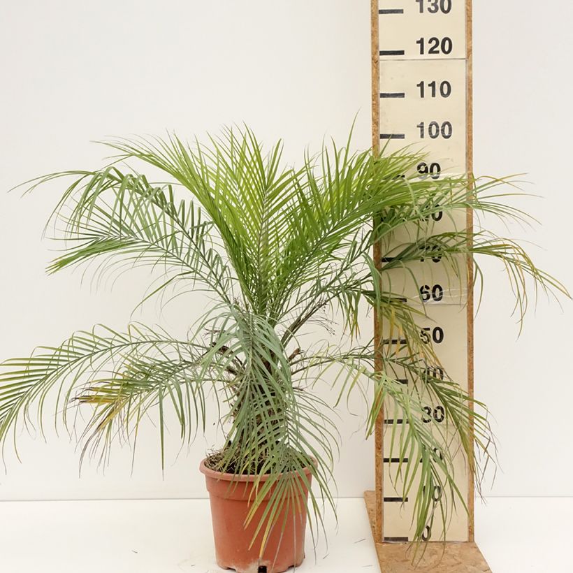 Esemplare di Phoenix roebelinii - Palma da datteri nana Vaso da 7,5L/10L consegnato in estate