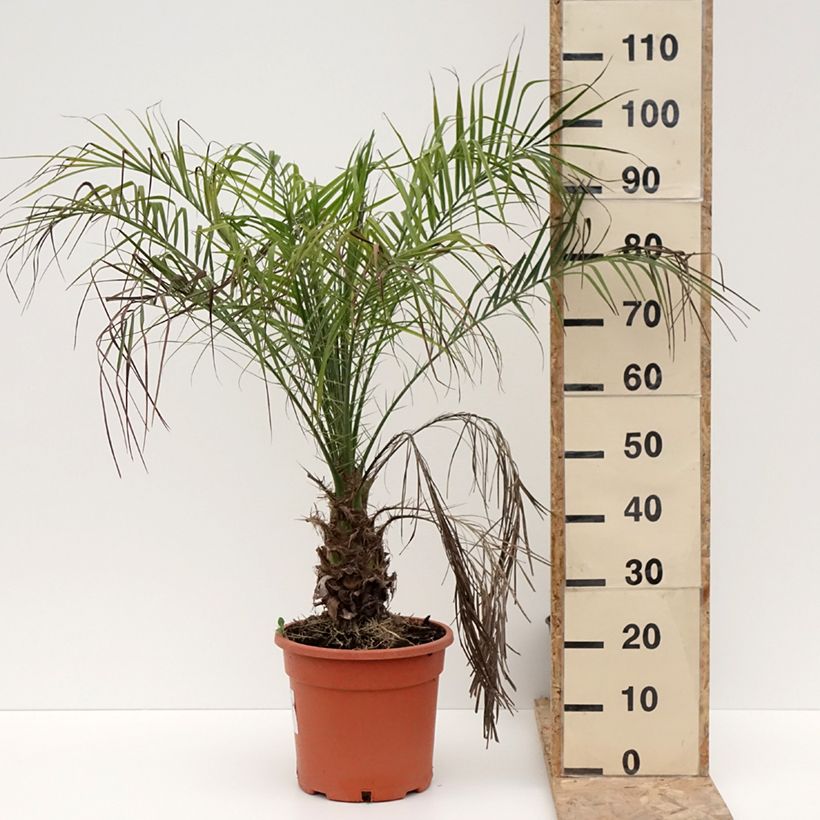 Phoenix roebelinii - Palma da datteri nana Vaso da 7,5L/10L esemplare consegnato in inverno