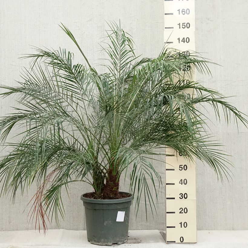 Esemplare di Phoenix roebelinii - Palma da datteri nana Vaso da 20L/25L come consegnato in autunno