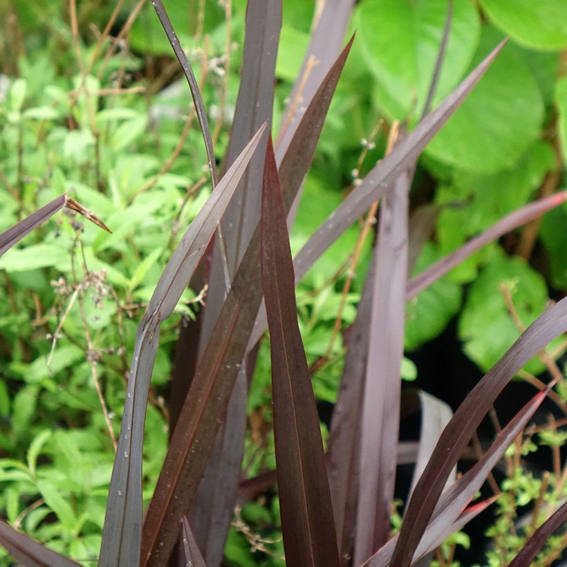 Phormium Black Velvet - Lino della Nuova Zelanda (Fogliame)
