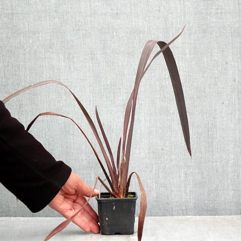 Esemplare di Phormium Black Velvet - Lino della Nuova Zelanda Vasetto da 8/9 cm come consegnato in autunno