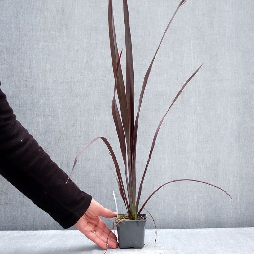 Phormium Black Velvet - Lino della Nuova Zelanda Vasetto da 8/9 cm esemplare consegnato in inverno