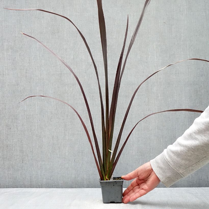 Phormium Black Velvet - Lino della Nuova Zelanda Vasetto da 8/9 cm esemplare consegnato in primavera