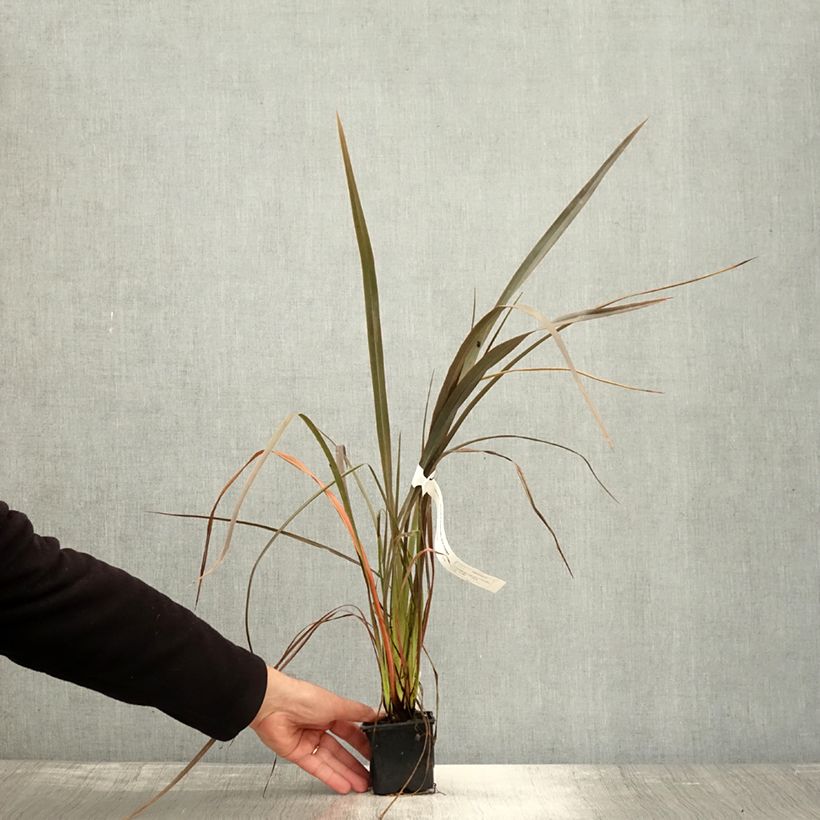 Esemplare di Phormium cookianum Bronze Baby Vasetto da 8/9 cm come consegnato in autunno