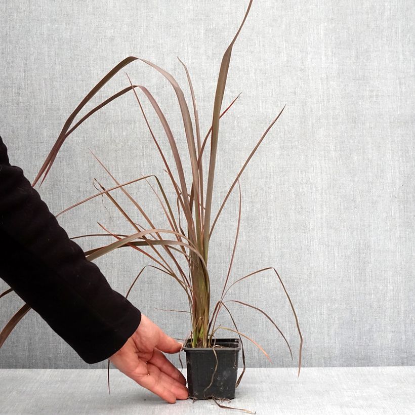 Phormium cookianum Bronze Baby Vasetto da 8/9 cm esemplare consegnato in inverno