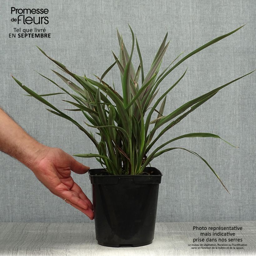 Esemplare di Phormium Chocomint - Lino della Nuova Zelanda Vaso da 3L/4L come consegnato in autunno
