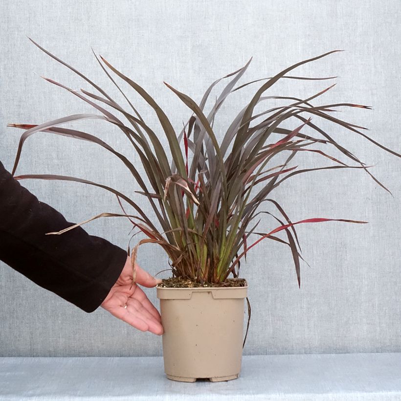 Phormium Chocomint - Lino della Nuova Zelanda Vaso da 3L/4L esemplare consegnato in primavera
