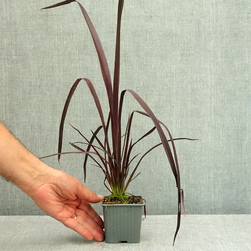 Esemplare di Phormium cookianum Black adder Vasetto da 8/9 cm consegnato in estate
