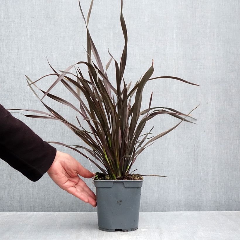 Esemplare di Phormium cookianum Black adder Vaso da 2L/3L come consegnato in autunno