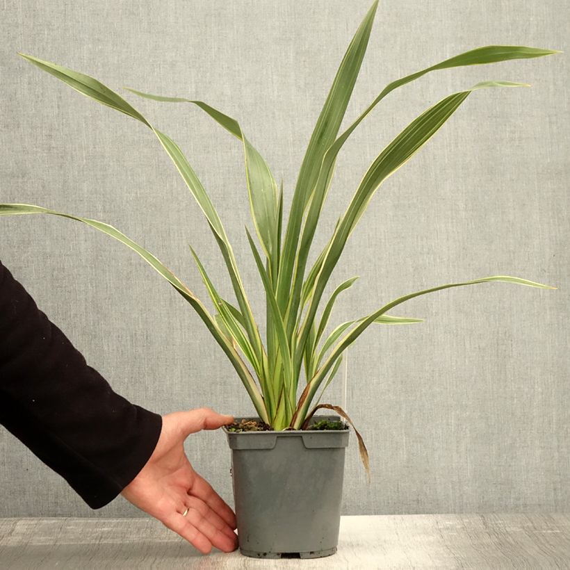 Esemplare di Phormium cookianum subsp. hookeri Tricolor Vaso da 1,5L/2L come consegnato in autunno