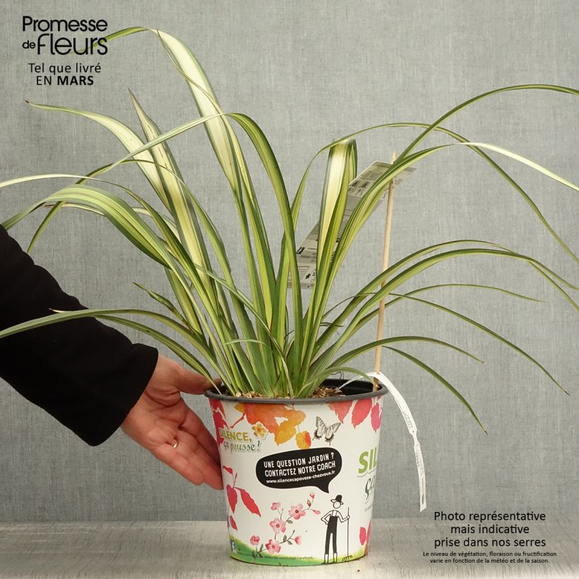 Phormium cookianum subsp. hookeri Cream Delight Vaso da 4L/5L esemplare consegnato in primavera