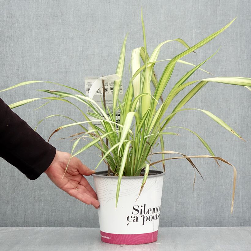 Esemplare di Phormium cookianum subsp. hookeri Cream Delight Vaso da 4L/5L come consegnato in autunno