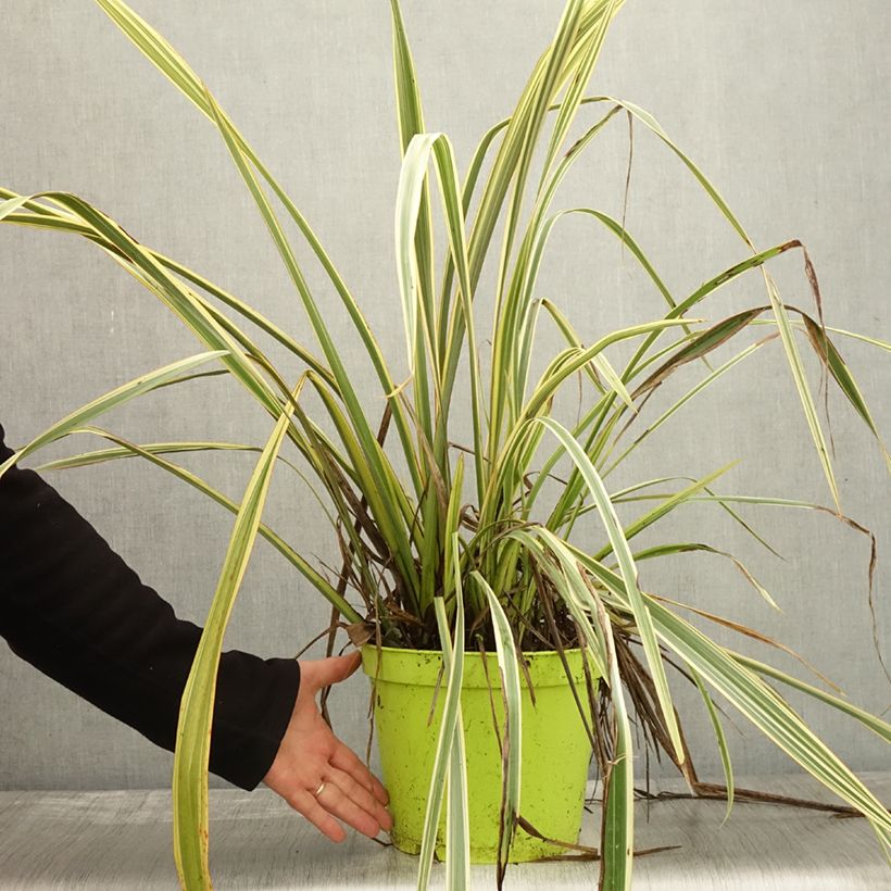 Esemplare di Phormium Golden Ray - Lino della Nuova Zelanda Vaso da 7,5L/10L come consegnato in autunno