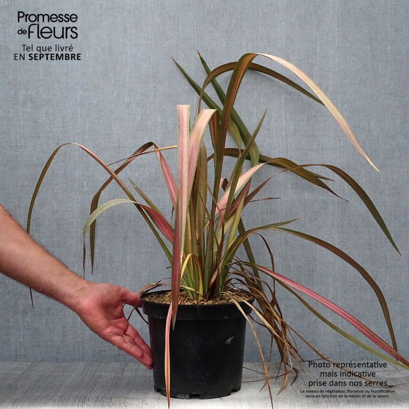Esemplare di Phormium Jester - Lino della Nuova Zelanda Vaso da 3L/4L come consegnato in autunno