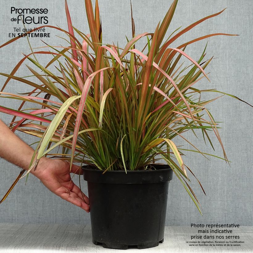 Esemplare di Phormium Jester - Lino della Nuova Zelanda Vaso da 7,5L/10L come consegnato in autunno