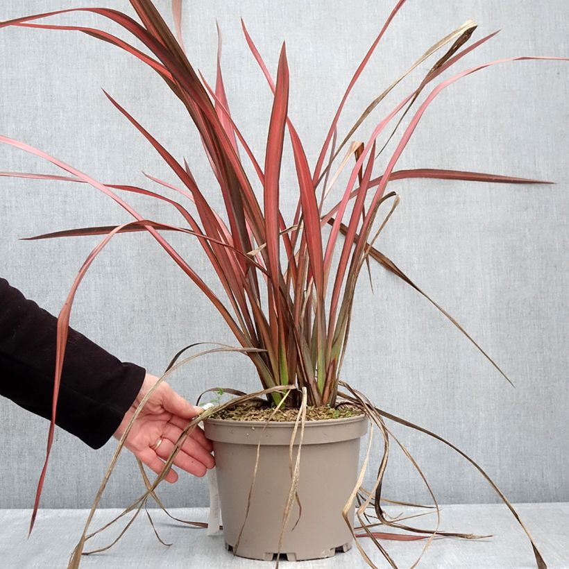 Phormium Margaret Jones - Lino della Nuova Zelanda Vaso da 4L/5L esemplare consegnato in inverno