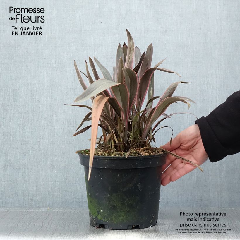 Phormium Pink Stripe - Lino della Nuova Zelanda Vaso da 3L/4L esemplare consegnato in inverno